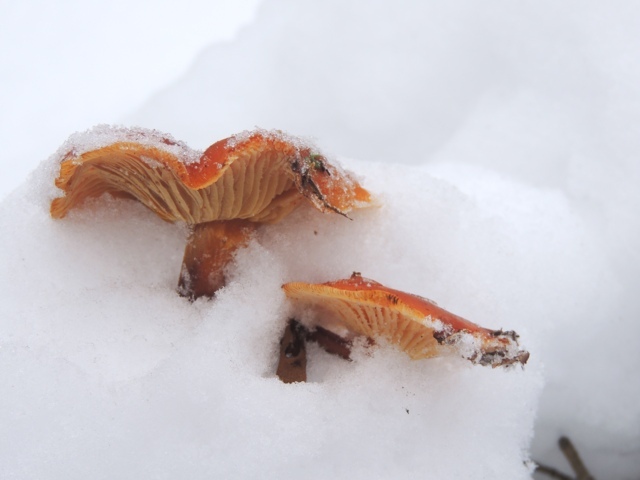 flamulina velutipes